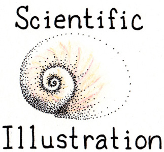 Scientific Illustration